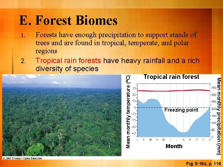 E. Forest Biomes 2. Forests have enough precipitation to support stands of trees and