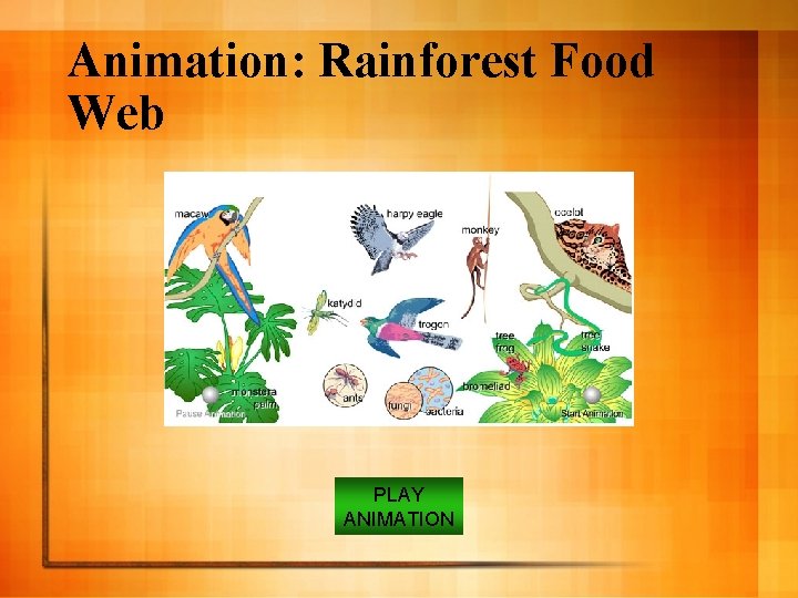 Animation: Rainforest Food Web PLAY ANIMATION 