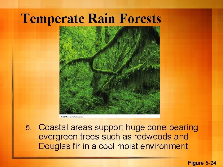 Temperate Rain Forests 5. Coastal areas support huge cone-bearing evergreen trees such as redwoods