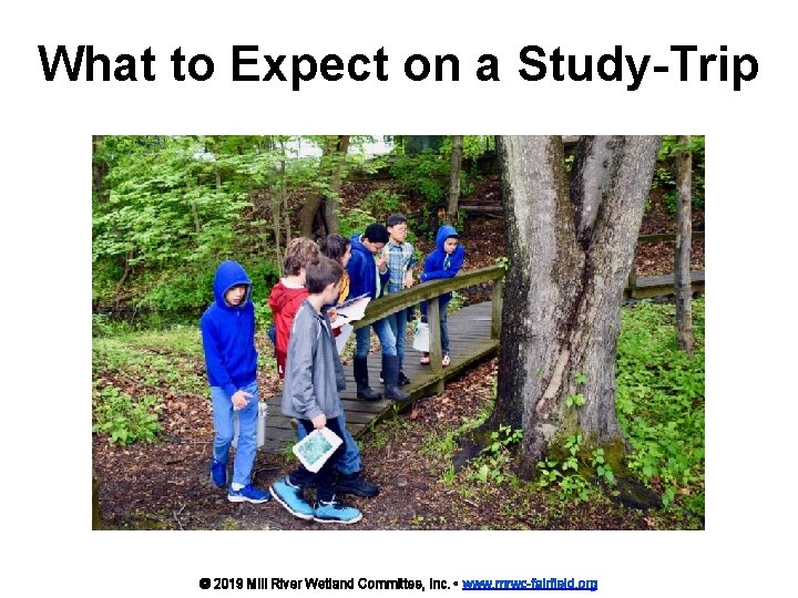 What to Expect on a Study-Trip © 2019 Mill River Wetland Committee, Inc. •