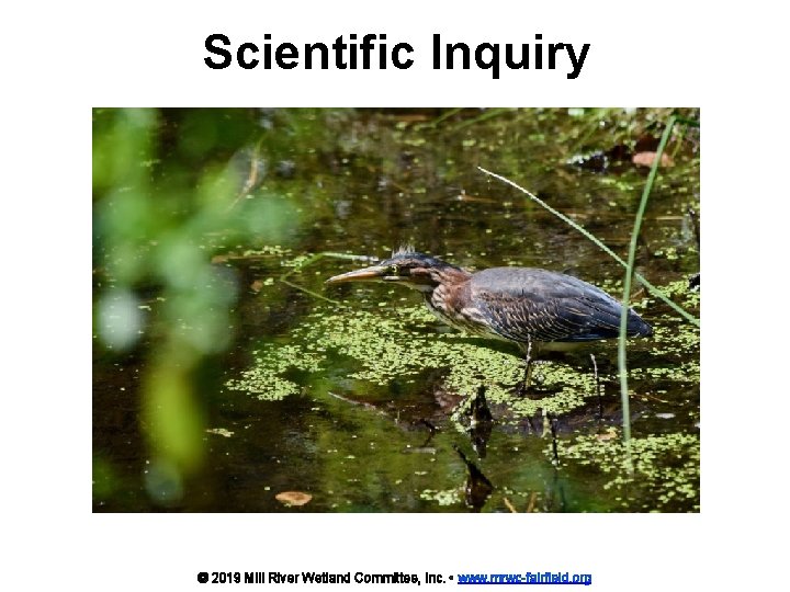 Scientific Inquiry © 2019 Mill River Wetland Committee, Inc. • www. mrwc-fairfield. org 
