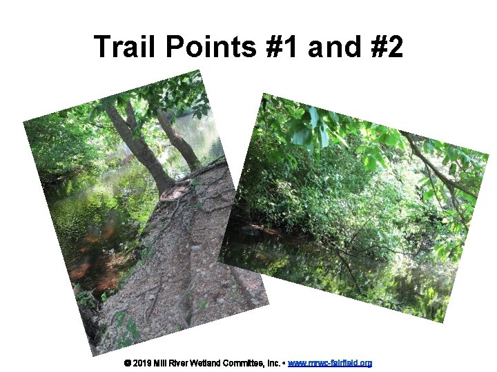 Trail Points #1 and #2 © 2019 Mill River Wetland Committee, Inc. • www.