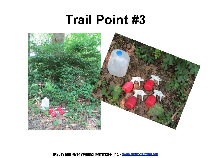 Trail Point #3 © 2019 Mill River Wetland Committee, Inc. • www. mrwc-fairfield. org