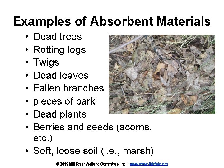 Examples of Absorbent Materials • • Dead trees Rotting logs Twigs Dead leaves Fallen