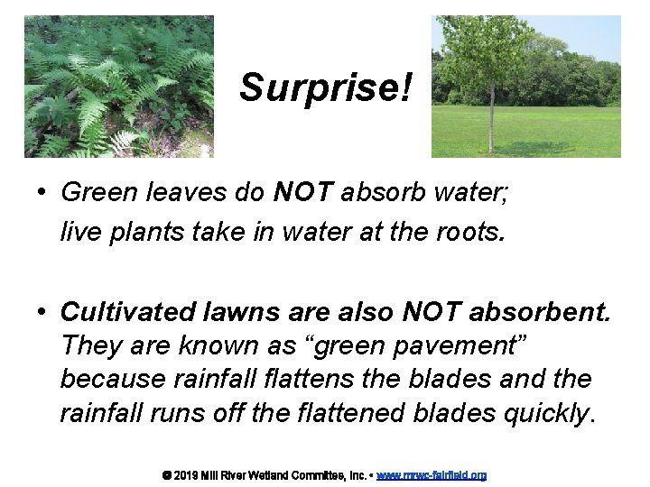 Surprise! • Green leaves do NOT absorb water; live plants take in water at