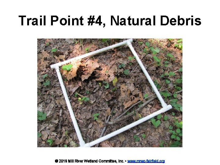Trail Point #4, Natural Debris © 2019 Mill River Wetland Committee, Inc. • www.