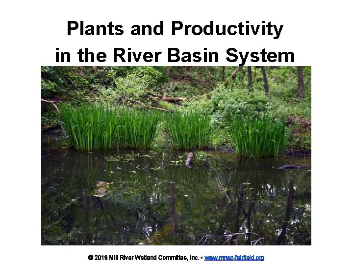 Plants and Productivity in the River Basin System © 2019 Mill River Wetland Committee,