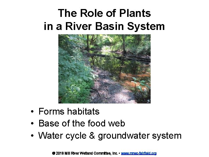 The Role of Plants in a River Basin System • Forms habitats • Base