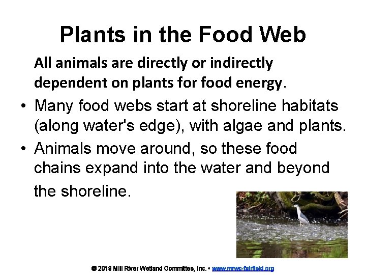 Plants in the Food Web All animals are directly or indirectly dependent on plants