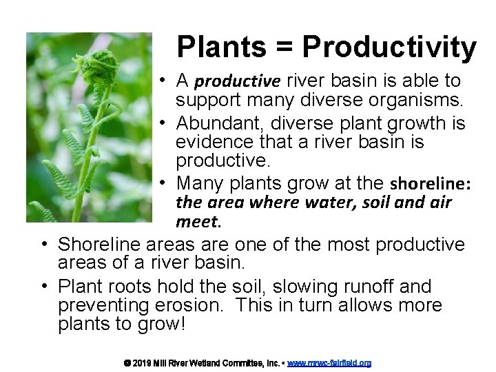 Plants = Productivity • A productive river basin is able to support many diverse