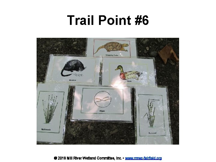 Trail Point #6 © 2019 Mill River Wetland Committee, Inc. • www. mrwc-fairfield. org