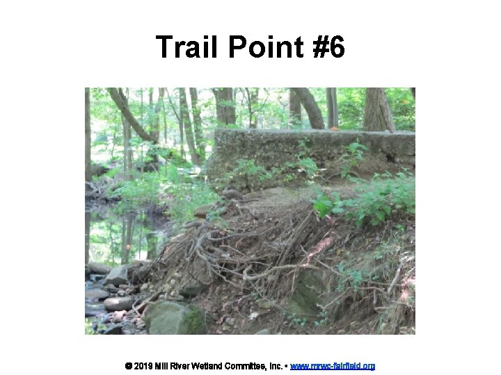 Trail Point #6 © 2019 Mill River Wetland Committee, Inc. • www. mrwc-fairfield. org