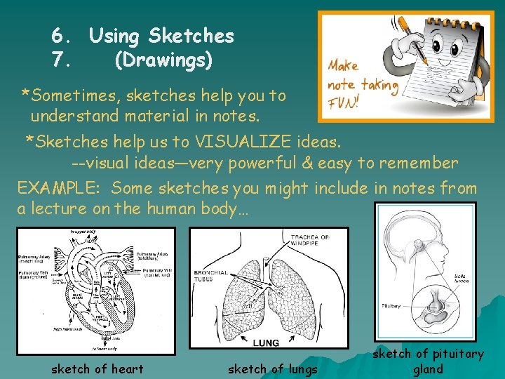 6. Using Sketches 7. (Drawings) *Sometimes, sketches help you to understand material in notes.