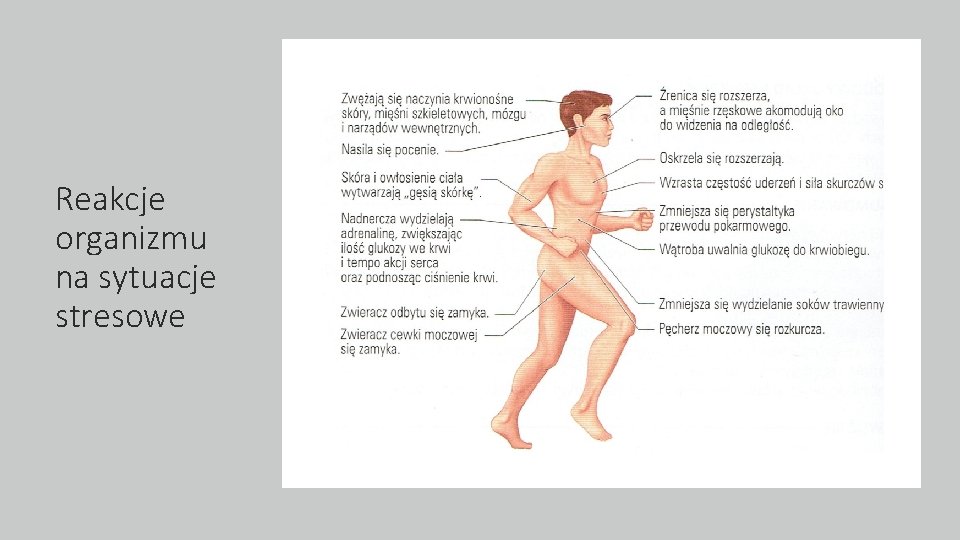 Reakcje organizmu na sytuacje stresowe 