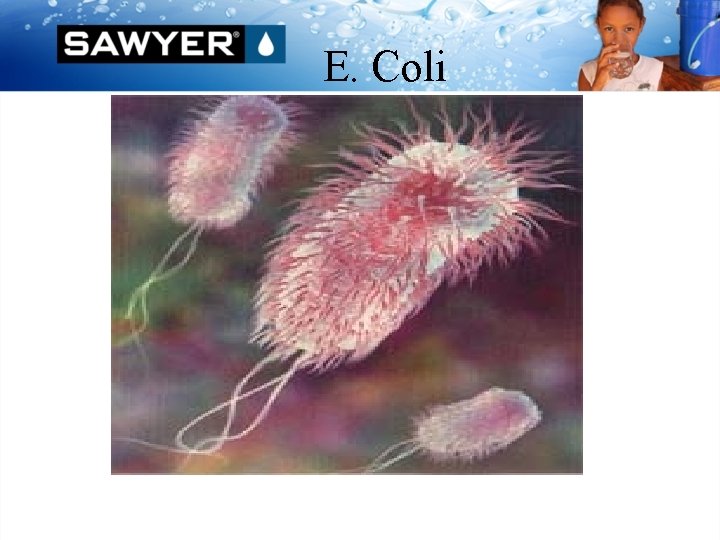 E. Coli 