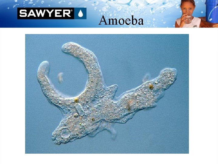 Amoeba 