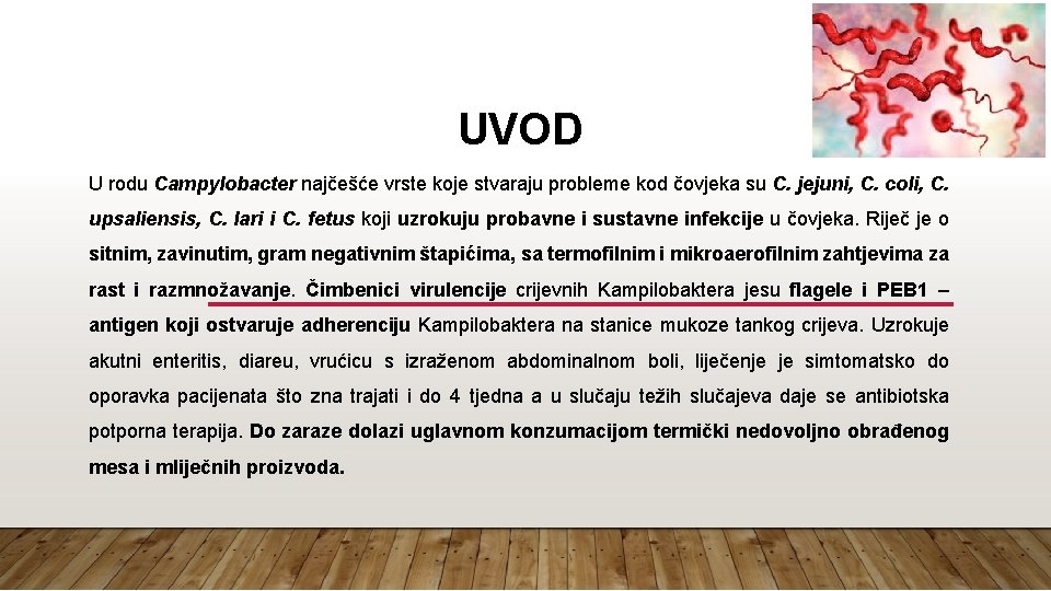 UVOD U rodu Campylobacter najčešće vrste koje stvaraju probleme kod čovjeka su C. jejuni,