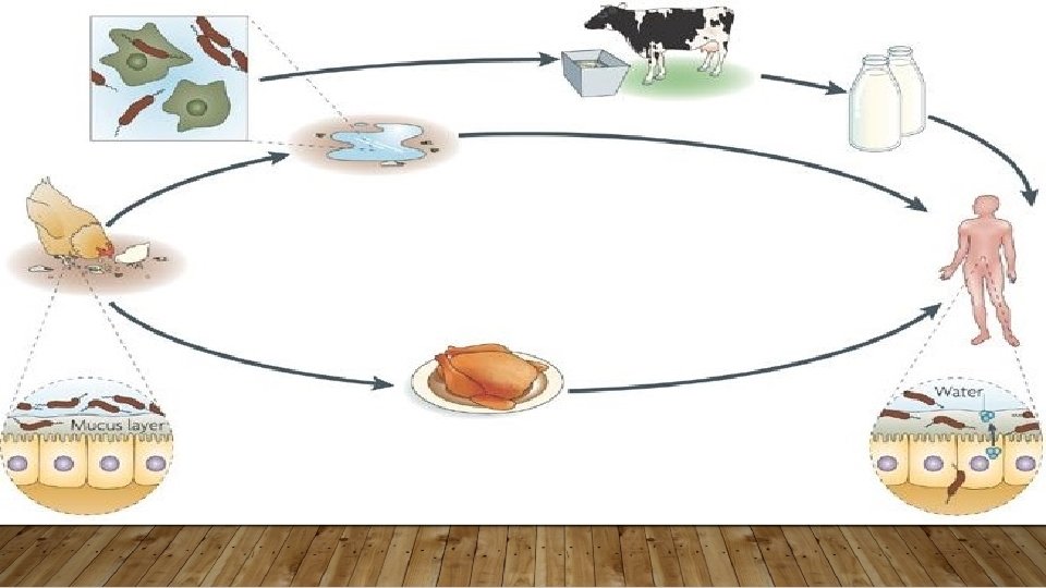 Campylobacter spp. MARIJAN MATEJČIĆ 