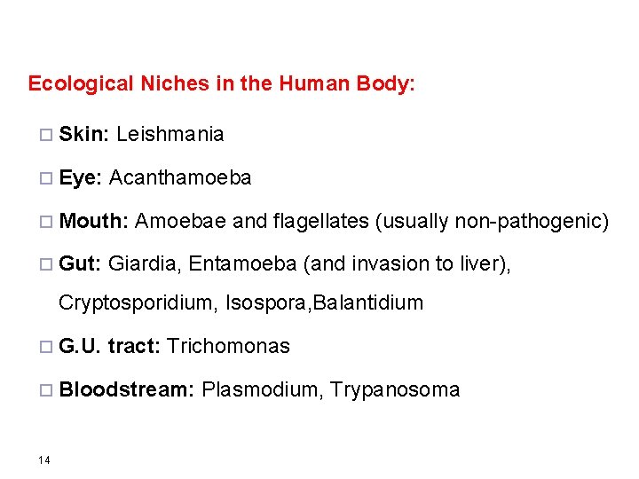 Ecological Niches in the Human Body: ¨ Skin: ¨ Eye: Leishmania Acanthamoeba ¨ Mouth: