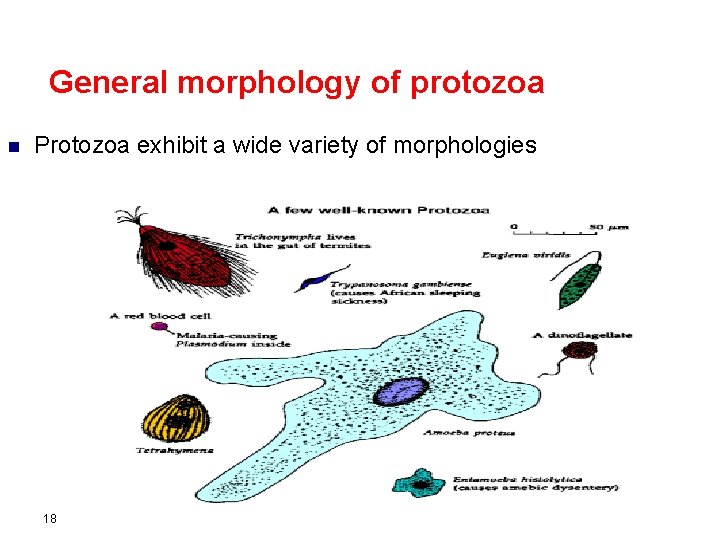 General morphology of protozoa n Protozoa exhibit a wide variety of morphologies 18 