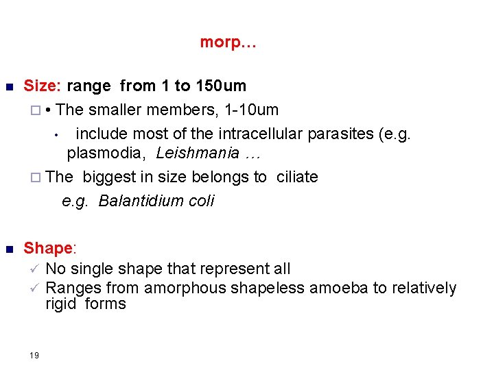 morp… n Size: range from 1 to 150 um ¨ • The smaller members,