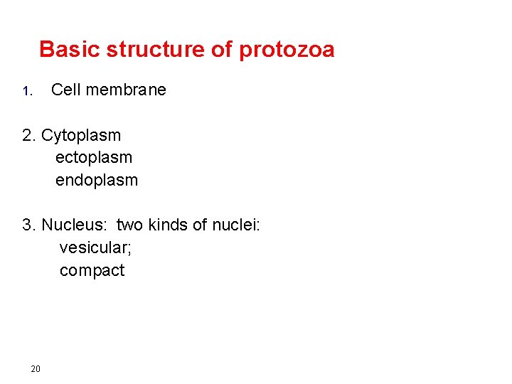 Basic structure of protozoa 1. Cell membrane 2. Cytoplasm ectoplasm endoplasm 3. Nucleus: two