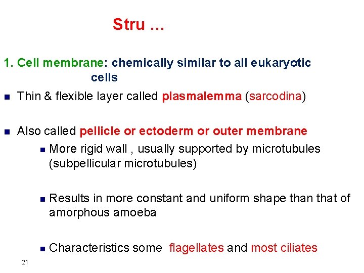 Stru … 1. Cell membrane: chemically similar to all eukaryotic cells n Thin &