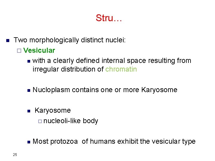 Stru… n Two morphologically distinct nuclei: ¨ Vesicular n with a clearly defined internal