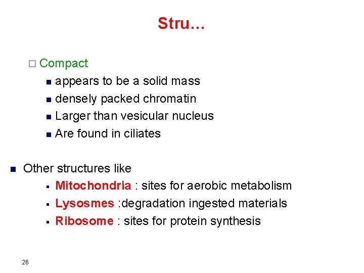 Stru… ¨ Compact appears to be a solid mass n densely packed chromatin n