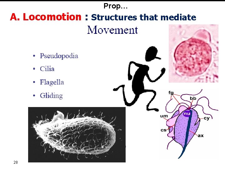 Prop… A. Locomotion : Structures that mediate 28 