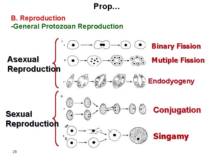 Prop… B. Reproduction -General Protozoan Reproduction Binary Fission Asexual Reproduction Mutiple Fission Endodyogeny Sexual