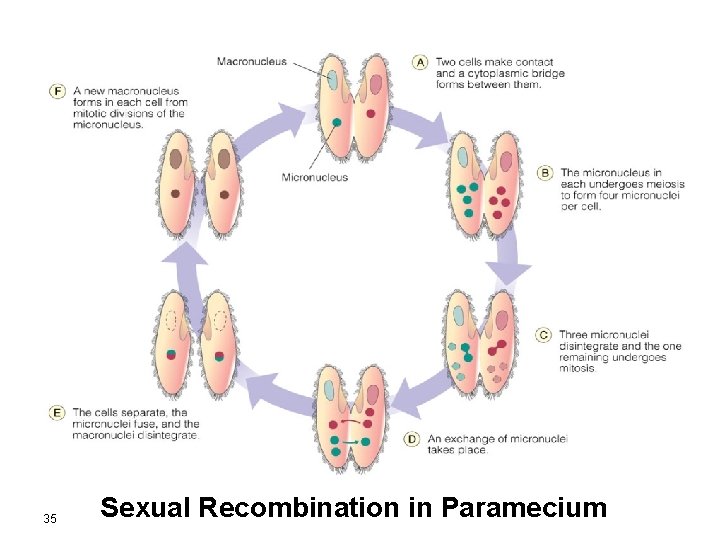 35 Sexual Recombination in Paramecium 
