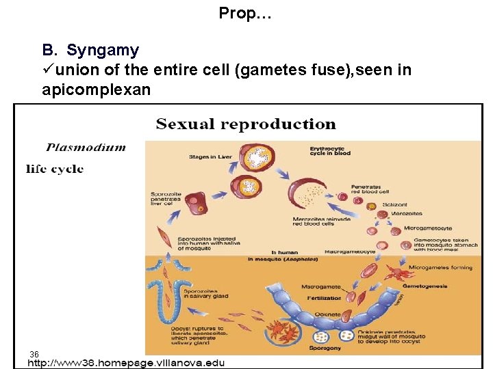 Prop… B. Syngamy üunion of the entire cell (gametes fuse), seen in apicomplexan 36