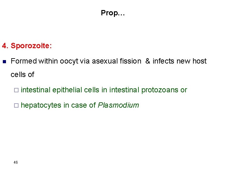 Prop… 4. Sporozoite: n Formed within oocyt via asexual fission & infects new host