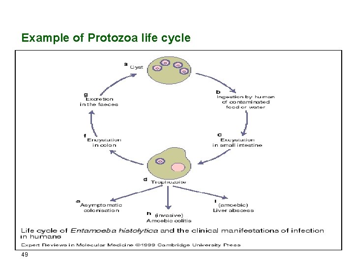 Example of Protozoa life cycle 49 