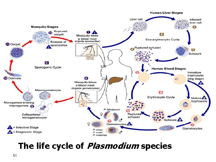 The life cycle of Plasmodium species 51 