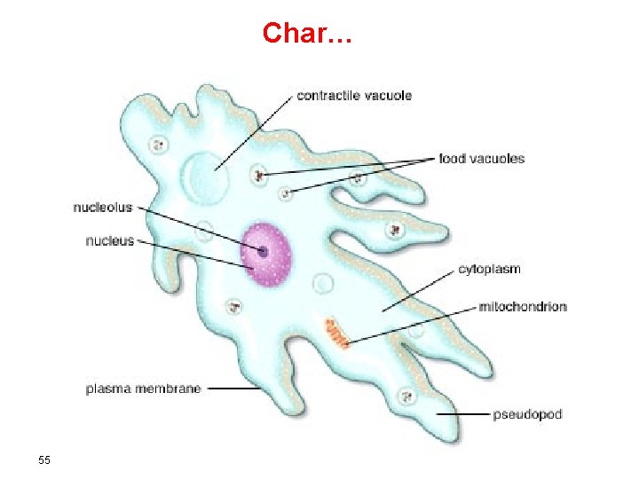 Char… 55 