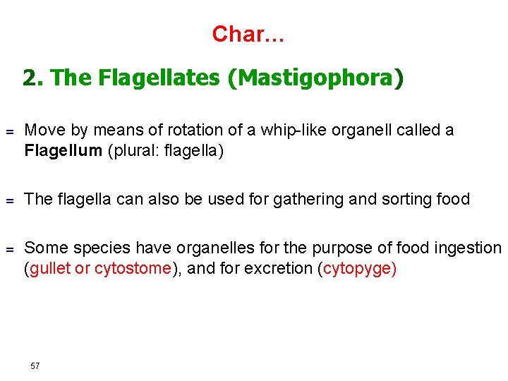 Char… 2. The Flagellates (Mastigophora) = Move by means of rotation of a whip-like