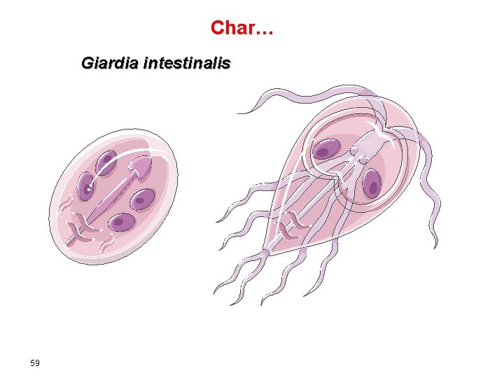 Char… Giardia intestinalis Cyst 59 Trophozoite 