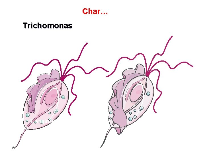 Char… Trichomonas T. vaginalis 60 T. intestinalis 