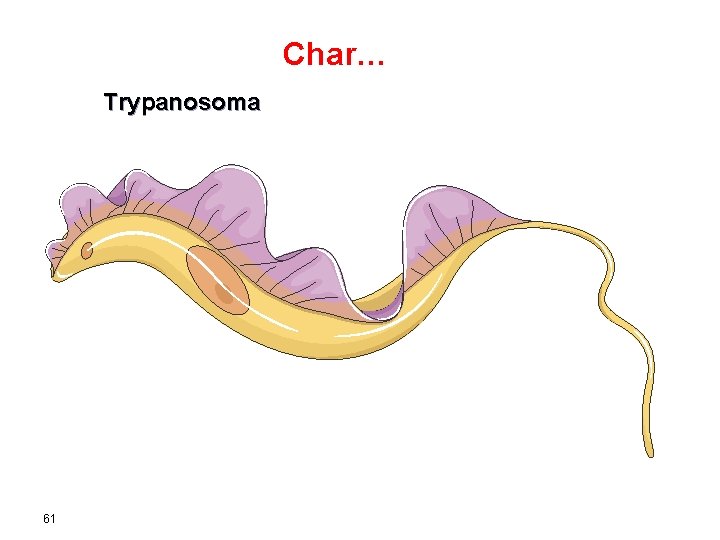 Char… Trypanosoma 61 