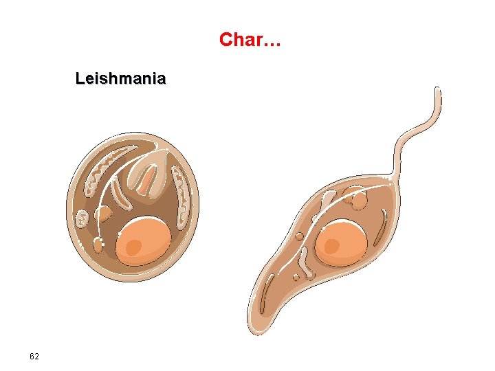 Char… Leishmania Amastigote 62 Promastigote 