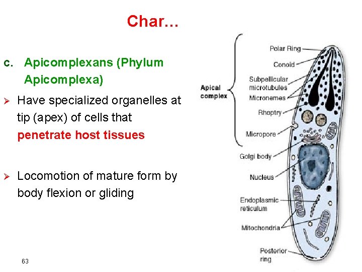 Char… C. Apicomplexans (Phylum Apicomplexa) Ø Have specialized organelles at tip (apex) of cells