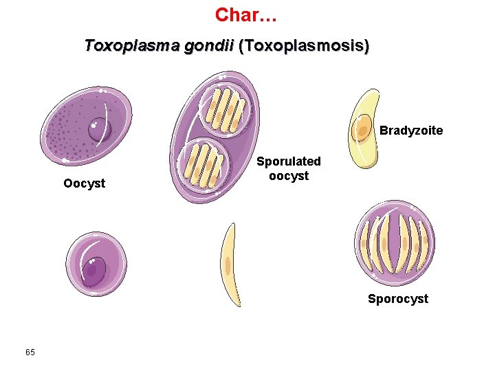 Char… Toxoplasma gondii (Toxoplasmosis) Bradyzoite Sporulated oocyst Oocyst Merozoite Gamete 65 Sporocyst 