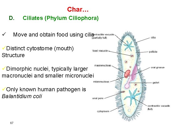 Char… D. ü Ciliates (Phylum Ciliophora) Move and obtain food using cilia üDistinct cytostome