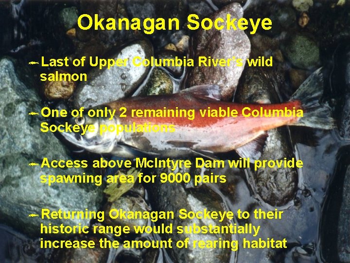 Okanagan Sockeye ôLast of Upper Columbia River’s wild salmon ôOne of only 2 remaining