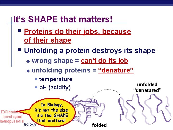 It’s SHAPE that matters! § Proteins do their jobs, because § of their shape