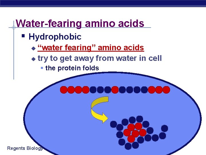 Water-fearing amino acids § Hydrophobic “water fearing” amino acids u try to get away Water-fearing amino acids § Hydrophobic “water fearing” amino acids u try to get away