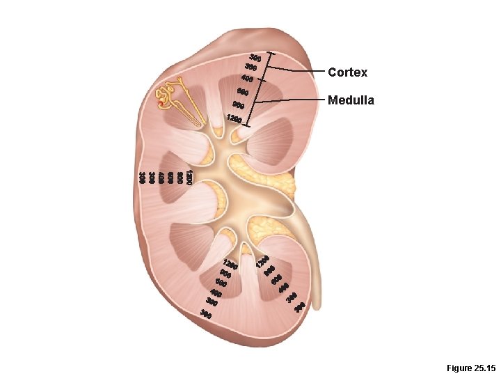 Cortex Medulla Figure 25. 15 