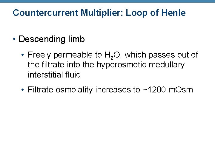 Countercurrent Multiplier: Loop of Henle • Descending limb • Freely permeable to H 2